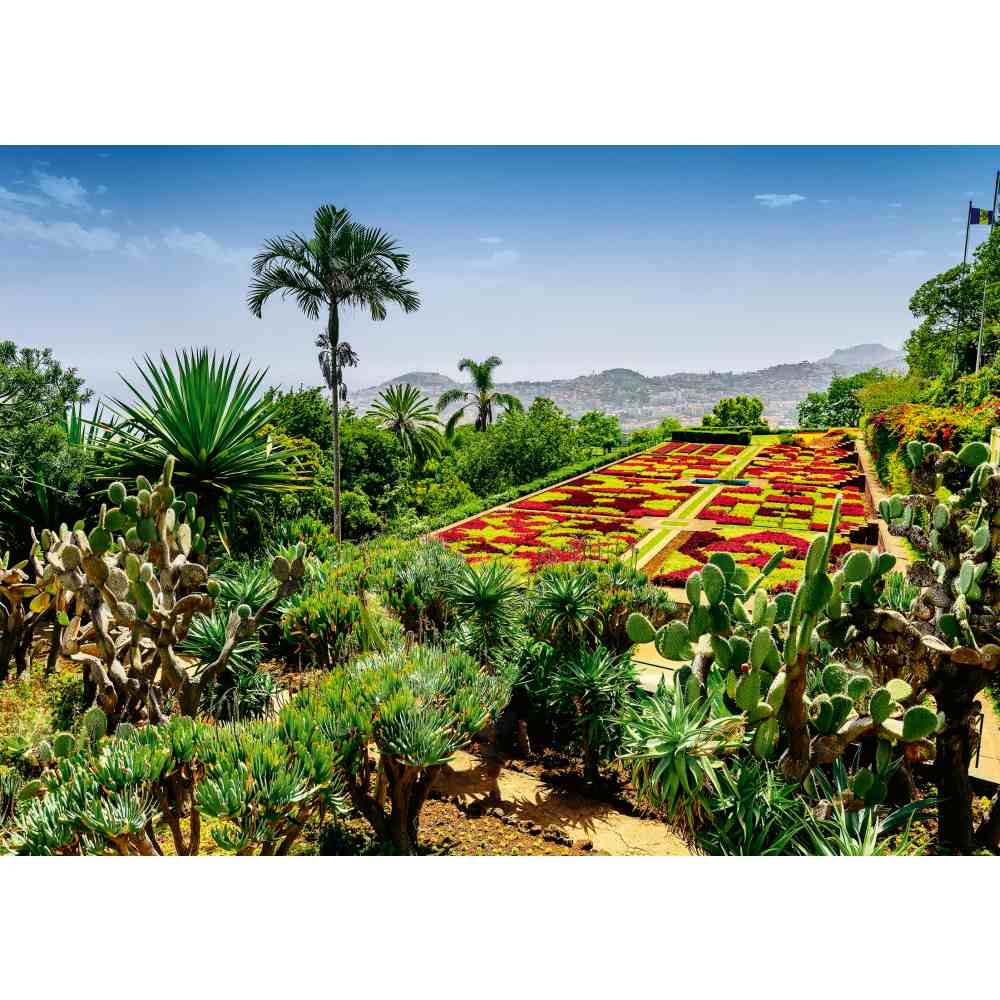 Ravensburger - Puzzle gradina botanica Madeira 1000 piese