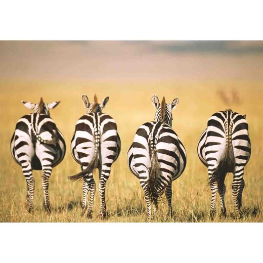 Puzzle Zebre In Savana, 300 Piese